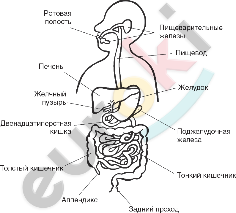 вставить