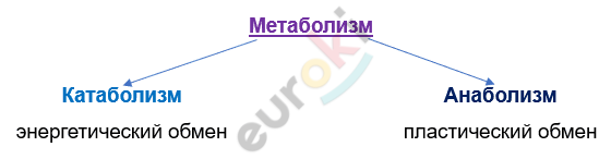 Изображение выглядит как текст, Шрифт, снимок экрана, линия Автоматически созданное описание