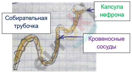 Изображение выглядит как текст, беспозвоночный, червь Автоматически созданное описание