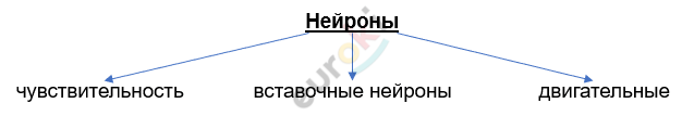 Изображение выглядит как текст, линия, Шрифт, График Автоматически созданное описание