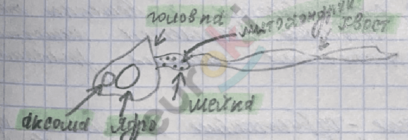 Изображение выглядит как текст, рукописный текст, зарисовка, чернила Автоматически созданное описание