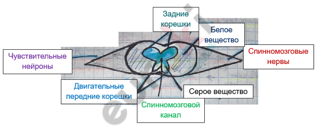 Изображение выглядит как текст, снимок экрана, линия, диаграмма Автоматически созданное описание