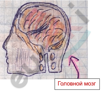 Изображение выглядит как зарисовка, рисунок, Детское искусство, иллюстрация Автоматически созданное описание