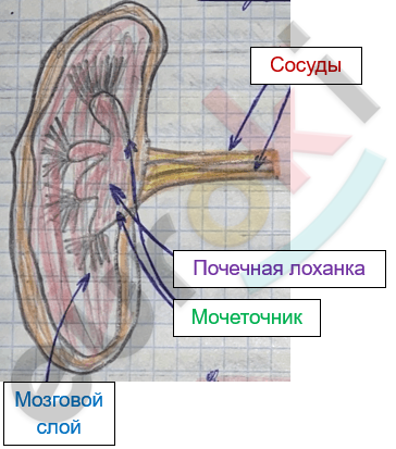 Изображение выглядит как диаграмма Автоматически созданное описание