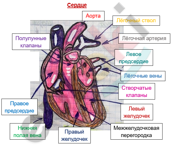 Изображение выглядит как текст, снимок экрана, мультфильм Автоматически созданное описание