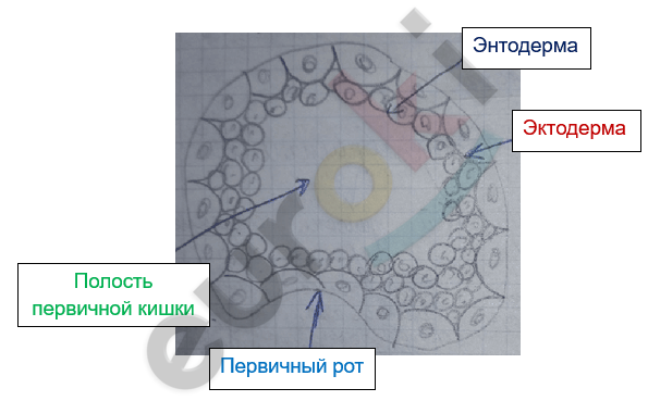 Изображение выглядит как текст, снимок экрана, диаграмма, линия Автоматически созданное описание