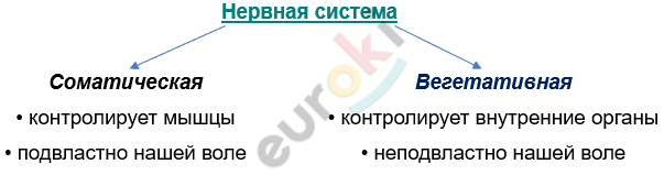 Изображение выглядит как текст, снимок экрана, Шрифт, линия Автоматически созданное описание