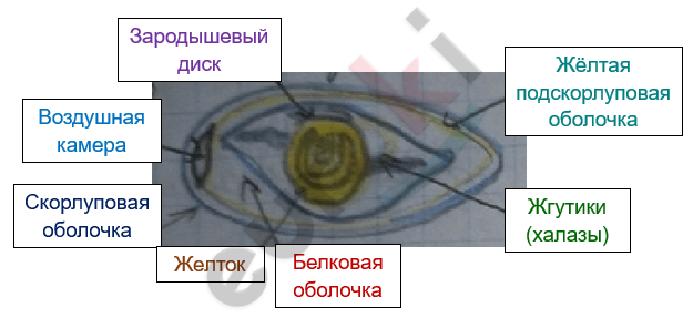 Изображение выглядит как текст, снимок экрана, линия, диаграмма Автоматически созданное описание