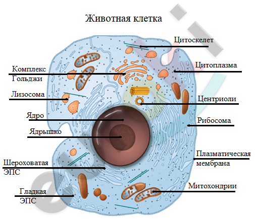 A diagram of a cell Description automatically generated