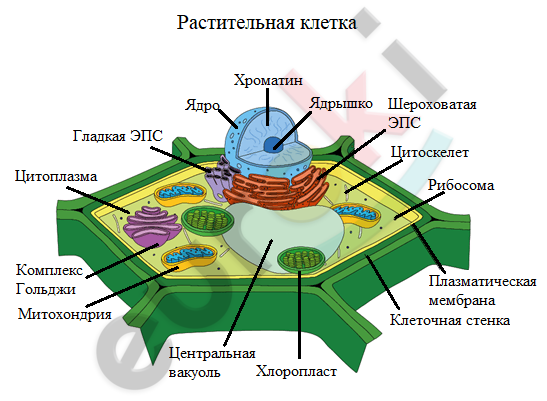 A diagram of a plant cell Description automatically generated