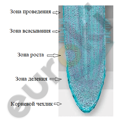 Diagram Description automatically generated