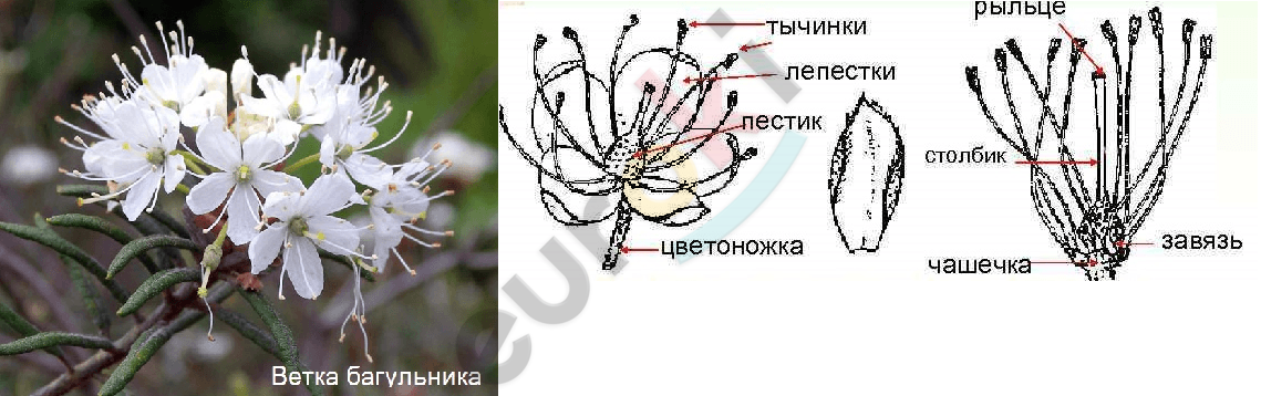 Изображение выглядит как текст, растение Автоматически созданное описание