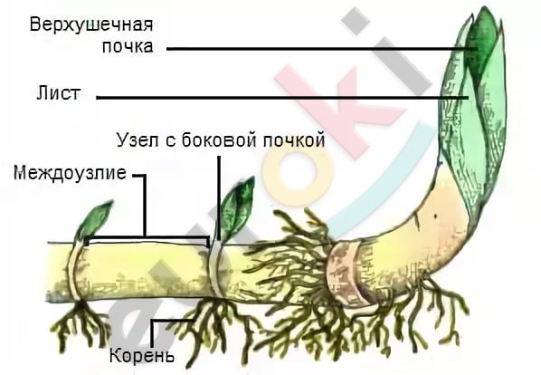 Diagram Description automatically generated