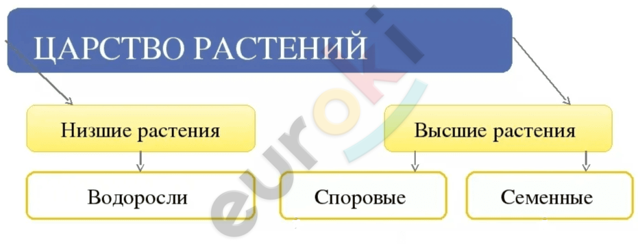 Биология 5 класс пасечник 2023 параграф 18