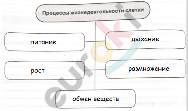 биология 5 класс рабочая тетрадь стр 46