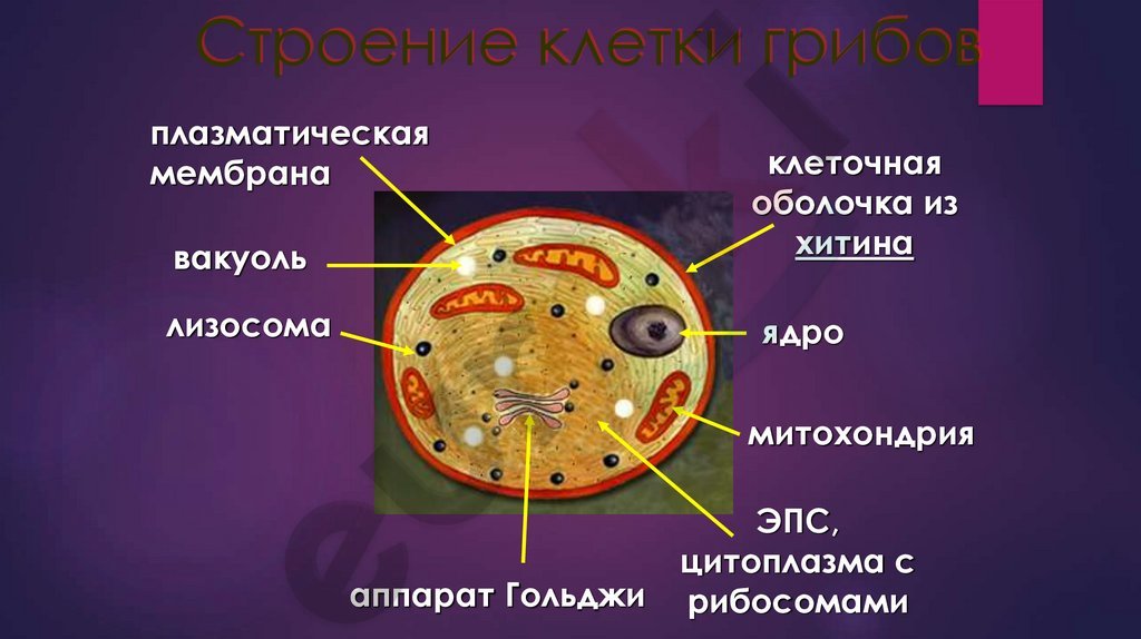 Для грибной клетки характерна оболочка из хитина