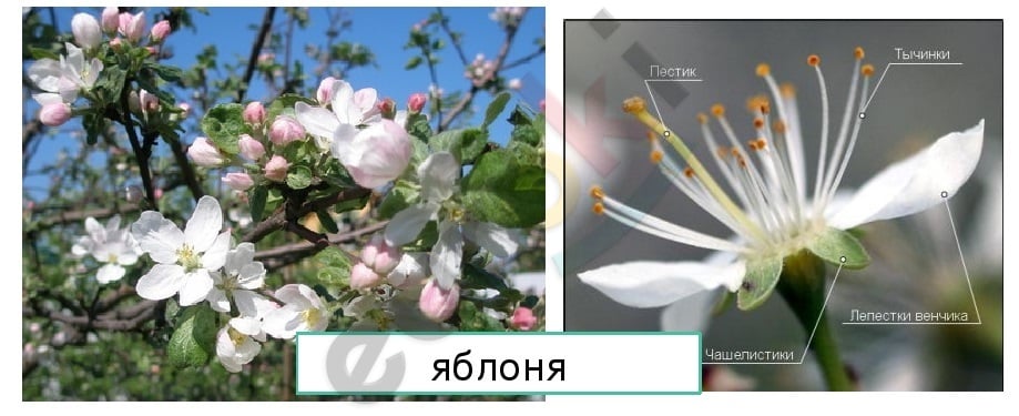 Изображение выглядит как текст, растение, цветок Автоматически созданное описание