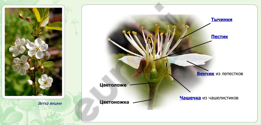 Изображение выглядит как текст, растение, цветок, снимок экрана Автоматически созданное описание