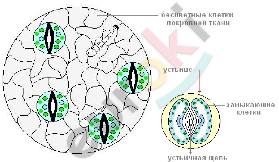 Diagram Description automatically generated