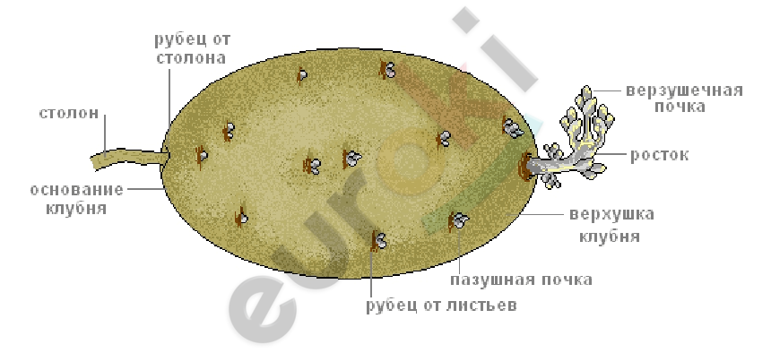 A picture containing diagram Description automatically generated