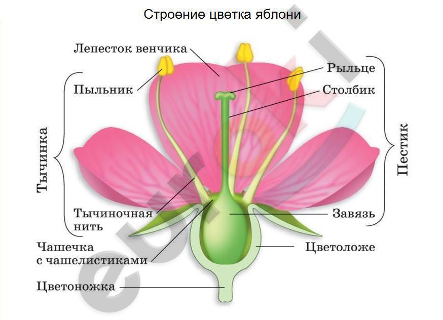 Diagram Description automatically generated