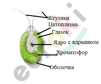 A diagram of a cell Description automatically generated with low confidence