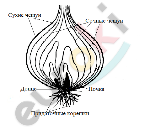 Какие корни от стебля донца у луковицы. Строение луковицы почки чешуи. Разрез луковицы листья стебель почки. Луковица в разрезе. Продольный разрез луковицы.