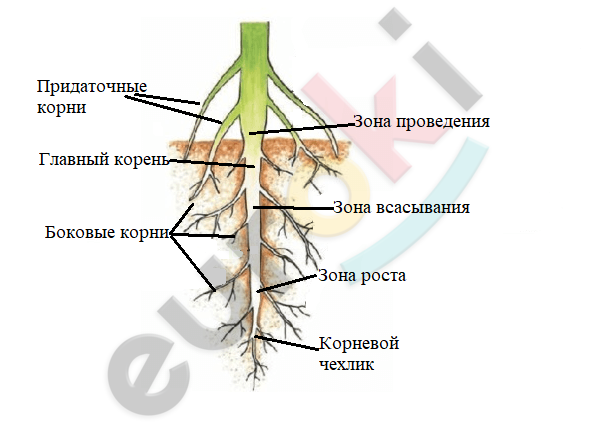 Конец кончик корень. Строение корня. Внешнее строение корня. Строение корня растения. Корневой чехлик и корневые волоски.