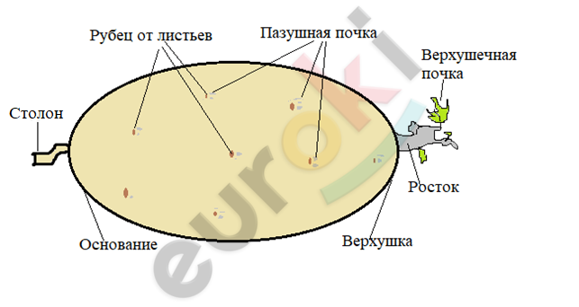 Chart, diagram, radar chart Description automatically generated