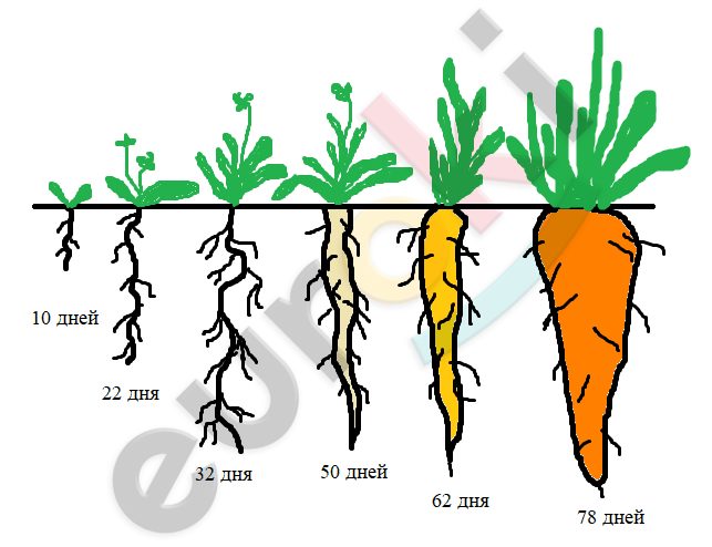 A picture containing vegetable, carrot Description automatically generated