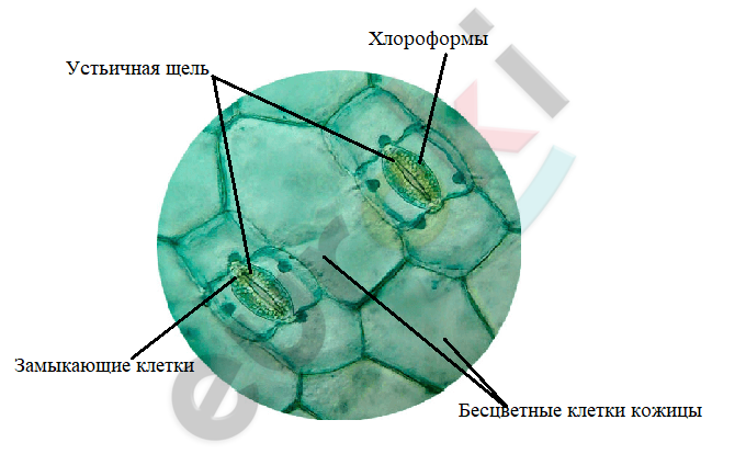 Diagram Description automatically generated