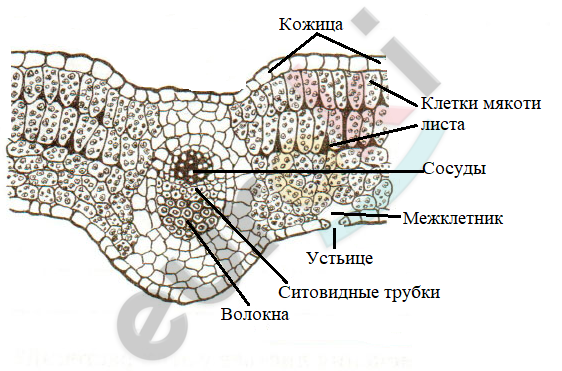 Какие клетки образуются листовую пластинку