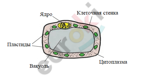 A diagram of a cell Description automatically generated with medium confidence