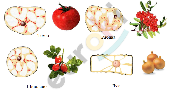 A picture containing fruit, vegetable, natural foods, tomato Description automatically generated