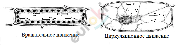 A diagram of a cell Description automatically generated with low confidence