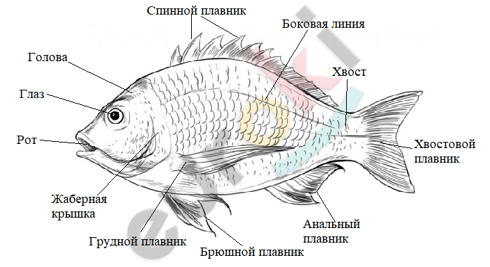 A drawing of a fish with text Description automatically generated with low confidence