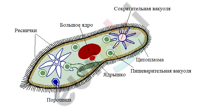 Diagram Description automatically generated