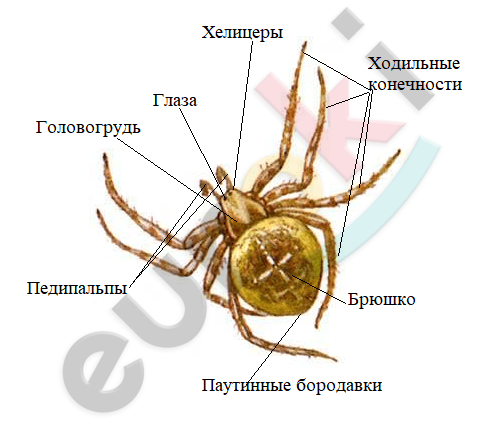A picture containing invertebrate, text, insect, arthropod Description automatically generated