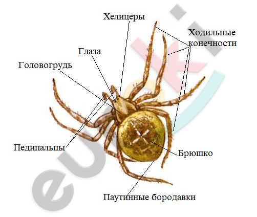 Diagram Description automatically generated