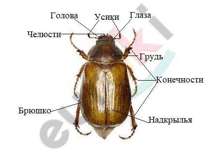 A picture containing invertebrate, insect, beetle, pest Description automatically generated