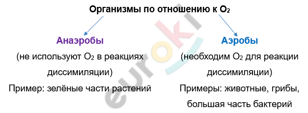 Изображение выглядит как текст, снимок экрана, Шрифт, линия Автоматически созданное описание