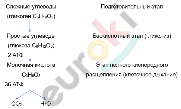 Изображение выглядит как текст, снимок экрана, Шрифт, линия Автоматически созданное описание