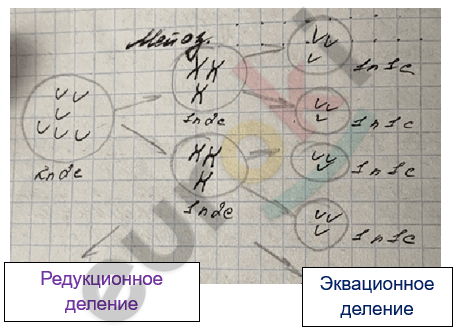 Изображение выглядит как текст, рукописный текст, Шрифт, чернила Автоматически созданное описание