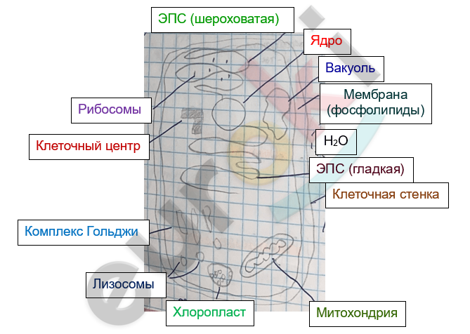 Изображение выглядит как текст, диаграмма, снимок экрана, План Автоматически созданное описание