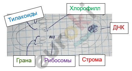 Изображение выглядит как текст, диаграмма, линия, Шрифт Автоматически созданное описание