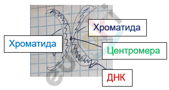 Изображение выглядит как текст, линия, диаграмма, снимок экрана Автоматически созданное описание