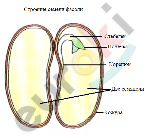 Какую функцию выполняют семядоли у растений. Эндосперм в семени фасоли. Как развивается семя фасоли.