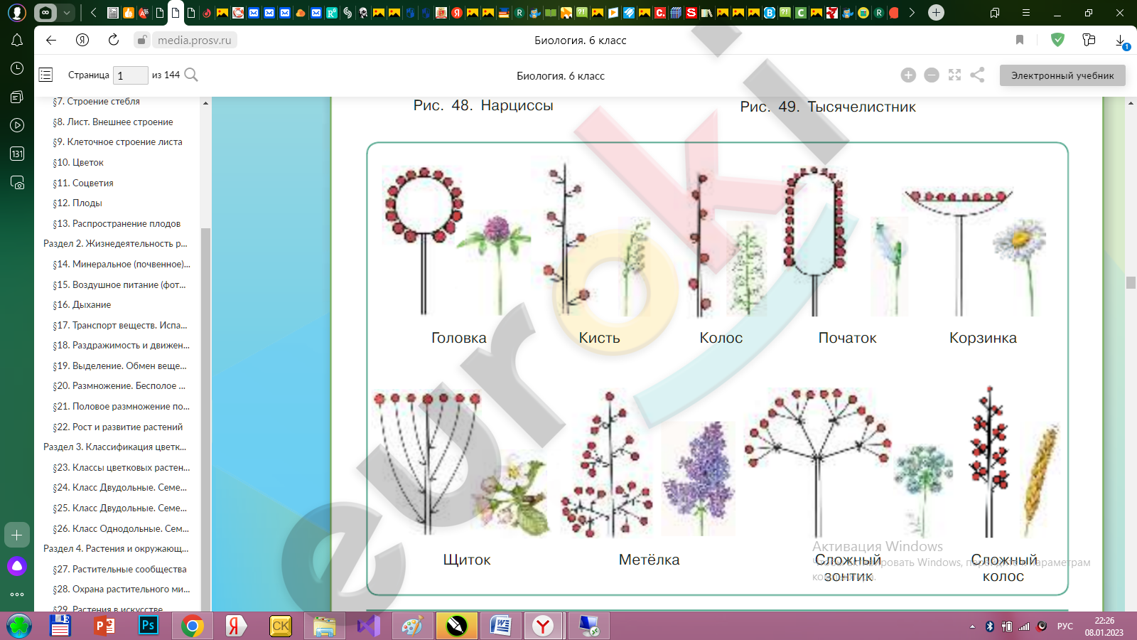 Растительные сообщества 7 класс задания. Простые и сложные соцветия 6 класс. Соцветие цветка. Простые и сложные соцветия схема. Биология 6 класс Сивоглазов.