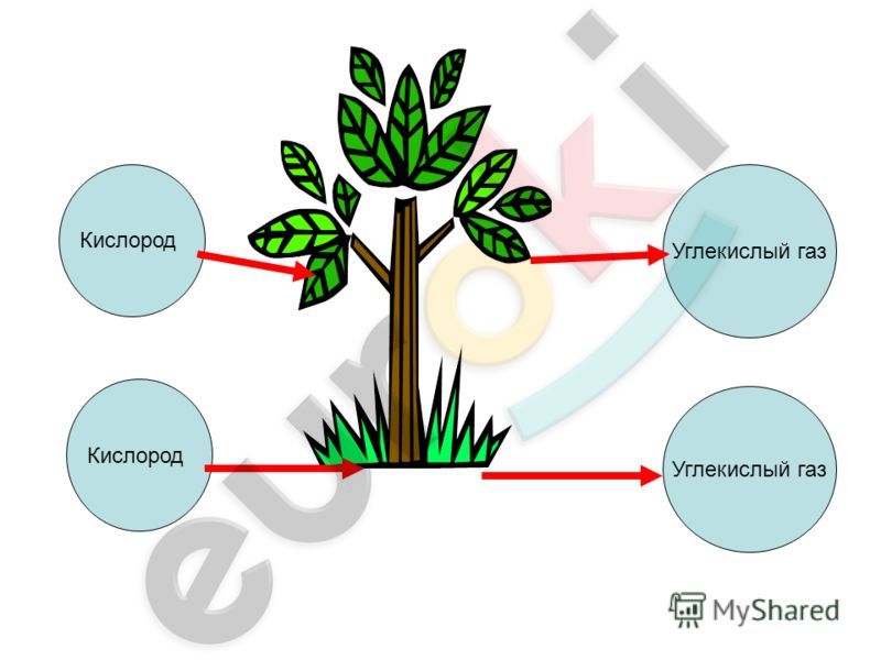 Живые существа поглощают. Фотосинтез дерева схема. Фотосинтез и дыхание растений. Схема фотосинтеза и дыхания растений. Схема питания растений.