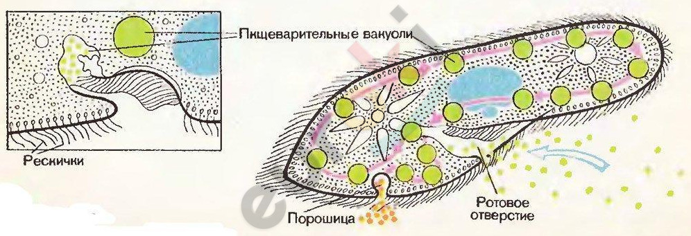 Инфузория